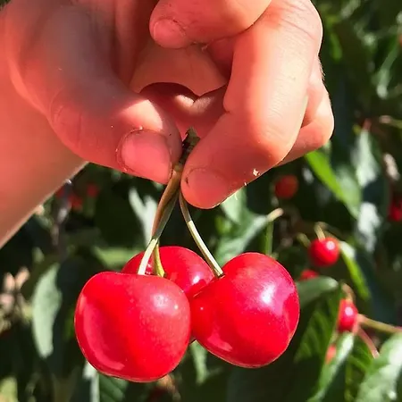 Quinta Dos Carvalhos The Wine House Farm In Center Of - Capital Of The Douro Ламегу