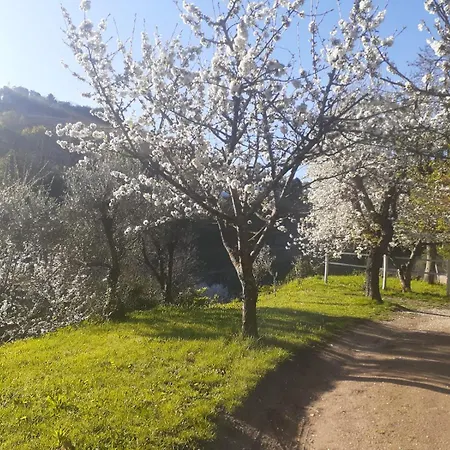 Alojamento de Turismo Rural Quinta Dos Carvalhos The Wine House Farm In Center Of - Capital Of The Douro Lamego