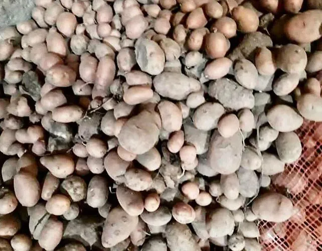 팜스테이 Quinta Dos Carvalhos The Wine House Farm In Center Of - Capital Of The Douro