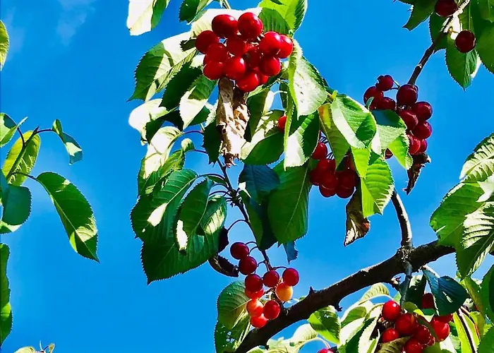 Bauernhof Quinta Dos Carvalhos The Wine House Farm In Center Of - Capital Of The Douro *