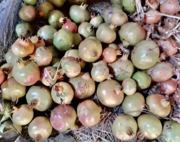 팜스테이 Quinta Dos Carvalhos The Wine House Farm In Center Of - Capital Of The Douro 라메구