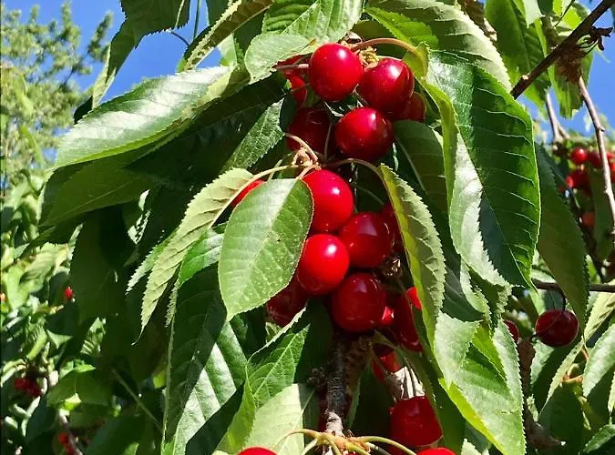 Quinta Dos Carvalhos The Wine House Farm In Center Of - Capital Of The Douro Farmház *