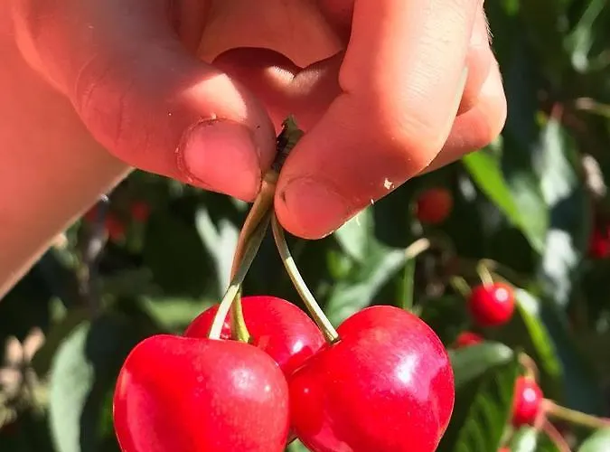 Quinta Dos Carvalhos The Wine House Farm In Center Of - Capital Of The Douro 라메구