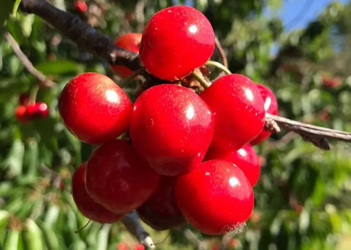 Quinta Dos Carvalhos The Wine House Farm In Center Of - Capital Of The Douro 라메구
