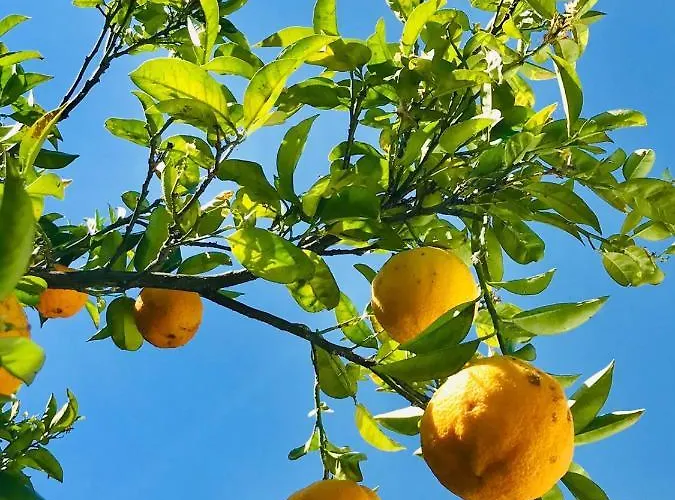 Farmház Quinta Dos Carvalhos The Wine House Farm In Center Of - Capital Of The Douro *